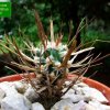 Sclerocactus _papyracanthus _SB330 _01